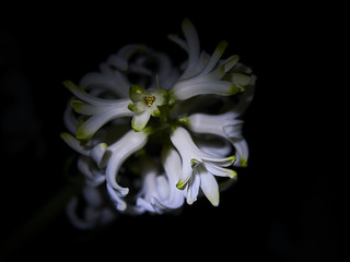Białe hiacynty wyizolowane z czarnego tła. Zdjęcie z bardzo bliska, makro. © Rajtar photography