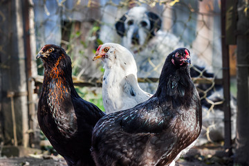 Fearless Chicken
