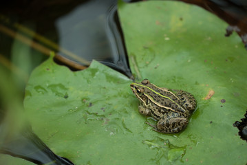 ハスの葉の上でくつろぐカエル