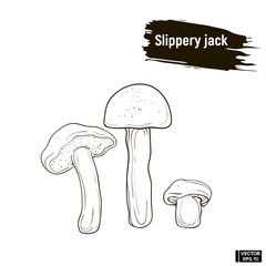 Outline mushrooms, slippery jack sketch.