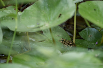 ハスの葉で雨宿りをするカエル