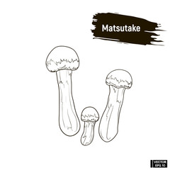 Outline mushrooms, matsutake sketch.