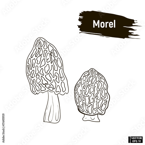 "Outline mushrooms, morel sketch." Stock image and royaltyfree vector