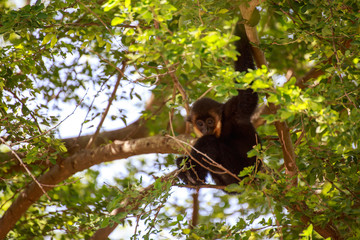 Gibbon on branch on tree in forest
