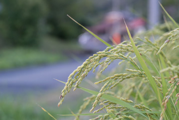 稲穂
