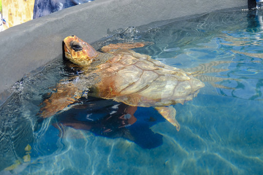 Loggerhead sea turtle in a pool.