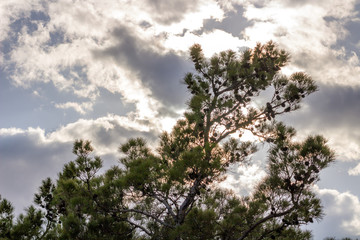 autumn tree and sky