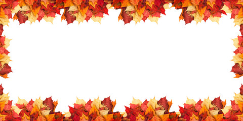 Maple leaves located next to each other on a white background