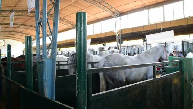 2in1, Horses standing opposite each other in a stall, Agricultural Fair, May 18. 2017. Novi Sad, Serbia
