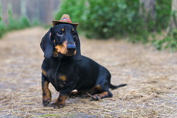 beautiful portrait of a dog (puppy) breed dachshund black tan, in the cap of a cowboy  in the green forest