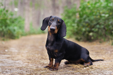 beautiful portrait of a dog (puppy) breed dachshund black tan,  in the green forest - obrazy, fototapety, plakaty