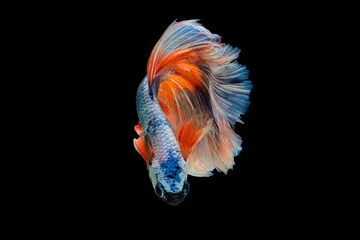 Schilderijen op glas The moving moment beautiful of siam betta fish in thailand on black background. © Soonthorn
