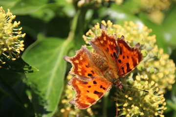 c-falter butterfly