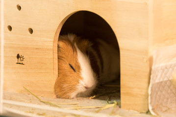 眠っているモルモット