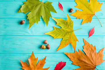 Beautiful maple leaves on blue background
