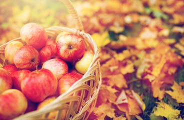 wicker basket of ripe red apples at autumn garden