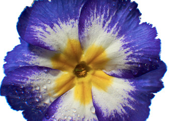 Zdjęcie kwiatów primulek