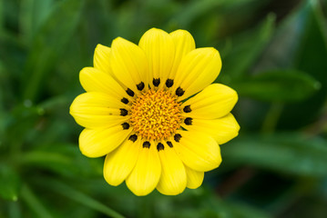 黄色いガザニアの花