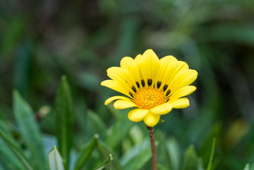 黄色いガザニアの花