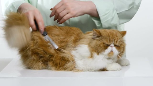 The woman combs dense fluffy hair of a bright red cat of the Persian breed