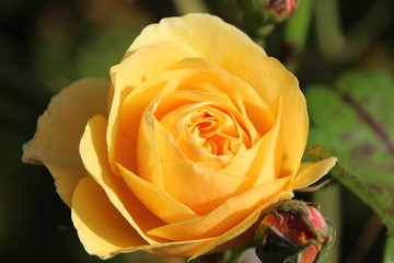 yellow rose
