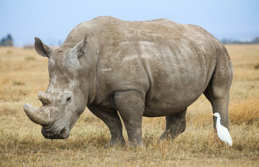 Obraz premium A white rhinoceros and a cattle egret on yellow savanna grass