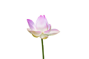  Lotus flower isolated on white background