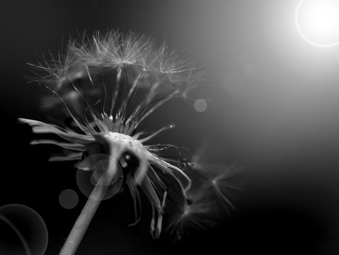 Black and white abstract dandelion background, closeup with soft focus.
