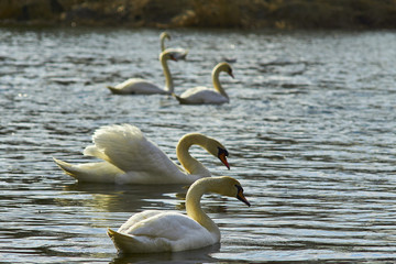 Łabędzie pływają po jeziorze w słoneczny dzień © Rajtar photography