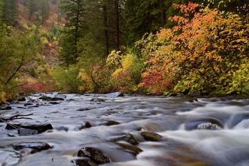 Fall Colors on Riverside with Small Rapids and Riffles