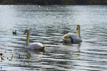 Piękne łabędzie pływają po jeziorze w słoneczny letni dzień © Rajtar photography