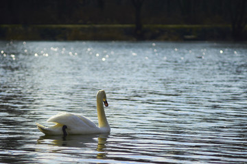 Piękne łabędzie pływają po jeziorze w słoneczny letni dzień © Rajtar photography