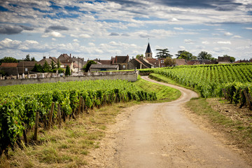 Burgundy. Road in the vineyards leading to the village of Vosne-Romanée. France