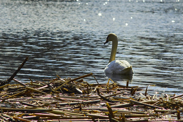 Piękne łabędzie pływają po jeziorze w słoneczny letni dzień © Rajtar photography