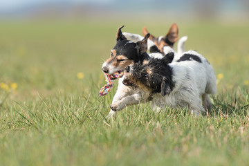 Jack Russell Terrier - zwei Hunde spielen intensiv zusammen mit einen Ball 