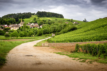 Fototapeta na wymiar Burgundy. Vineyards in Pernand-Vergelesses. Burgundy. France