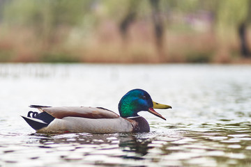 Kaczki pływają po jeziorze w letni słoneczny dzień © Rajtar photography