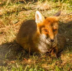 close-up of a fox resting in a park /the intense glance of a fox stolen in a park