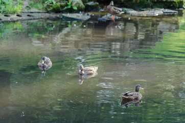 Kaczki pływają po jeziorze w letni słoneczny dzień