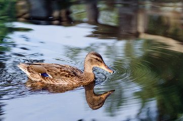 Kaczki pływają po jeziorze w letni słoneczny dzień © Rajtar photography