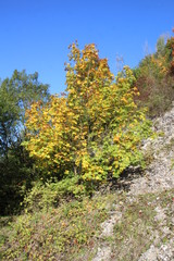 Fototapeta premium tree in autumn