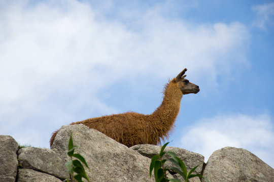 Llama observing