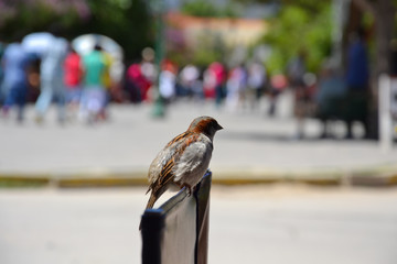 Bird sitting on a chair backrest