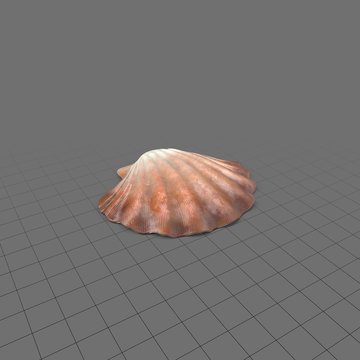 Rippled brown clam shell