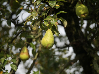 Birne am Baum