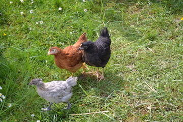 Poules