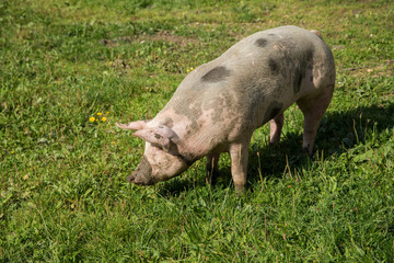 Fototapeta premium Hausschwein auf grüner Wiese