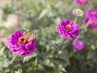 Purple flower and butterfly 