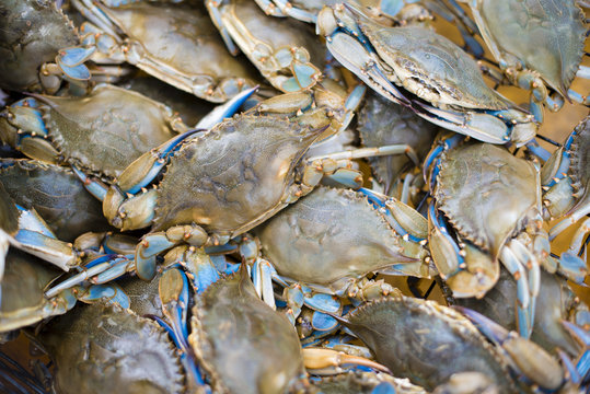 maryland blue crabs