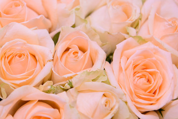 Many pink roses flowers close. Background of heads of roses with delicate petals.